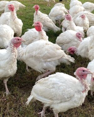 Pre-Order Whole Turkey - $4 / lbs.