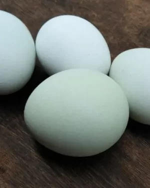 Fresh Blue Eggs